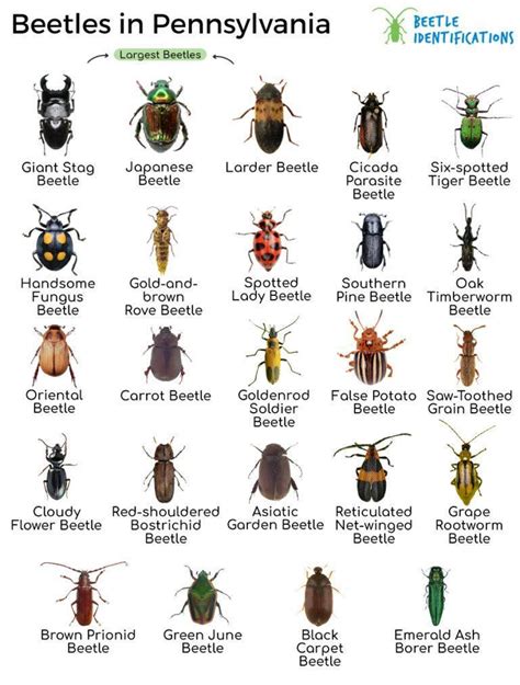 common bugs in pennsylvania.